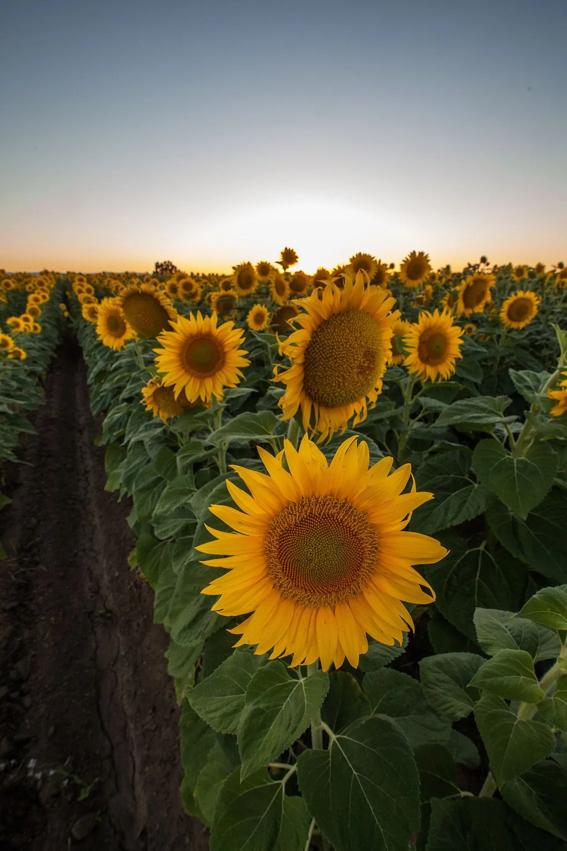A sunflower in the Yolo County farmland that surrounds Davis